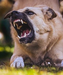 Préstamos de demanda por mordedura de perro